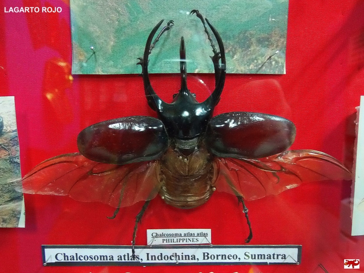 Escarabajo de Filipinas