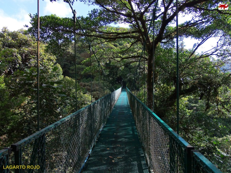 Puentes colgantes de Monteverde